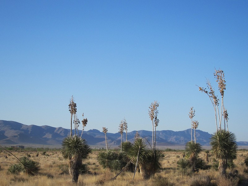 …and even the yucca grasslands of the Chihuahuan desert.