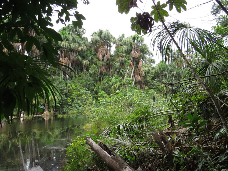 Both have a variety of habitats within the Amazonian rainforest biome, here a palm swamp at Los Amigos.