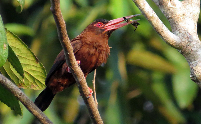 Peru is rich in jacamar species. Purus Jacamar can be found in the stunted vegetation around the edges of oxbow lakes.