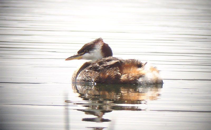 One of the first regional specialties we might see, even before our introductory meeting, is the distinctive Titicaca Grebe.
