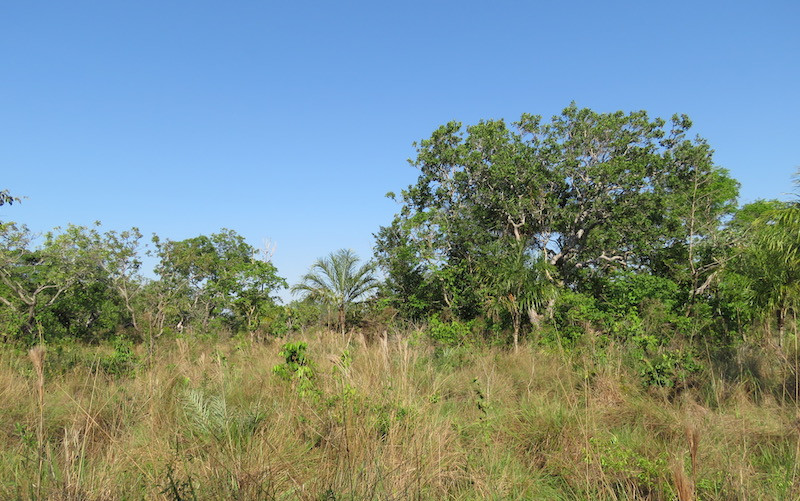 Areas of imperceptibly higher elevation have a brushier habitat reminiscent of the mainly Brazilian cerrado and with similar birds.     