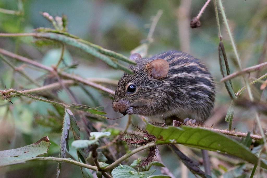 The delightful Zebra Mouse may also entertain us, as this one did while having various cameras poked at it. 