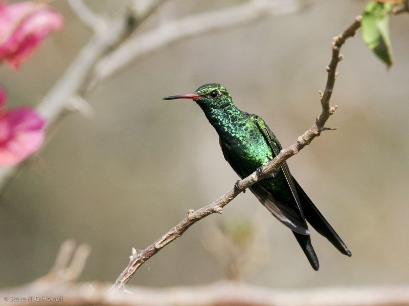 Birds around Tuxtla Gutierrez, our starting point, include Canivet’s Emerald…