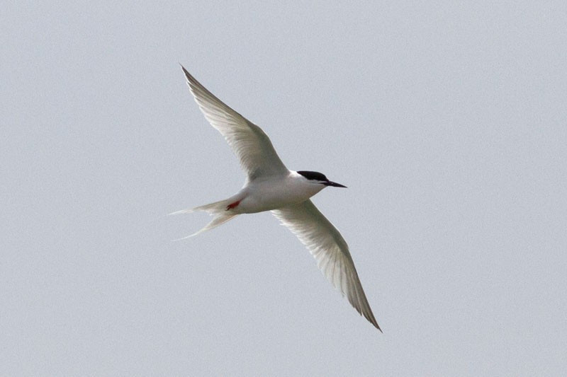 …and host to feeding Roseate Terns… (jl)