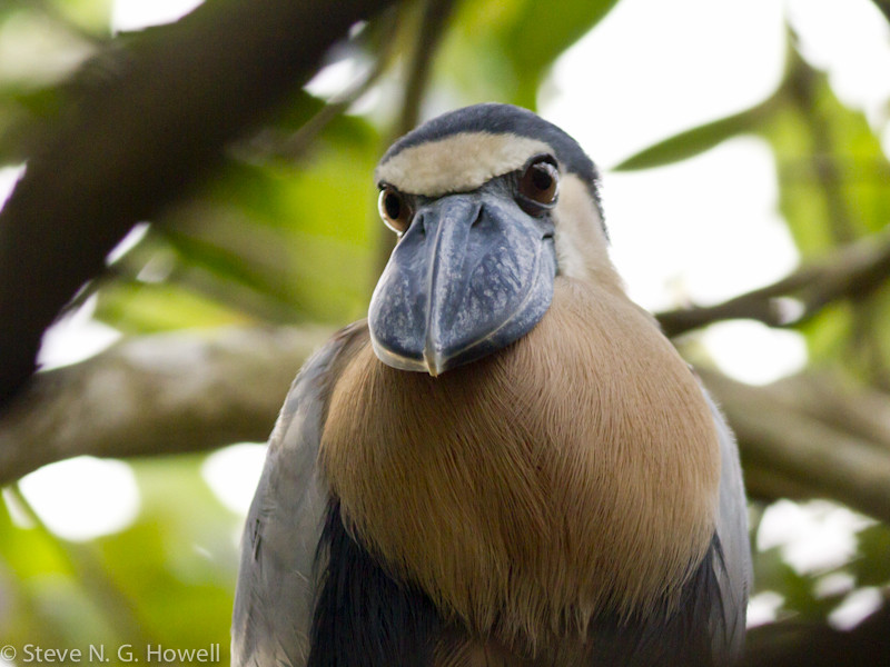 …and the bizarre Boat-billed Heron.