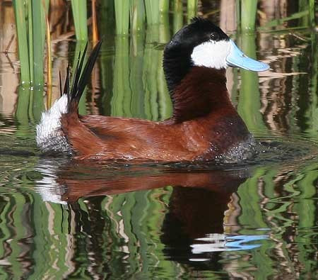 …and a profusion of grebes and ducks, including the dapper male Ruddy Duck.