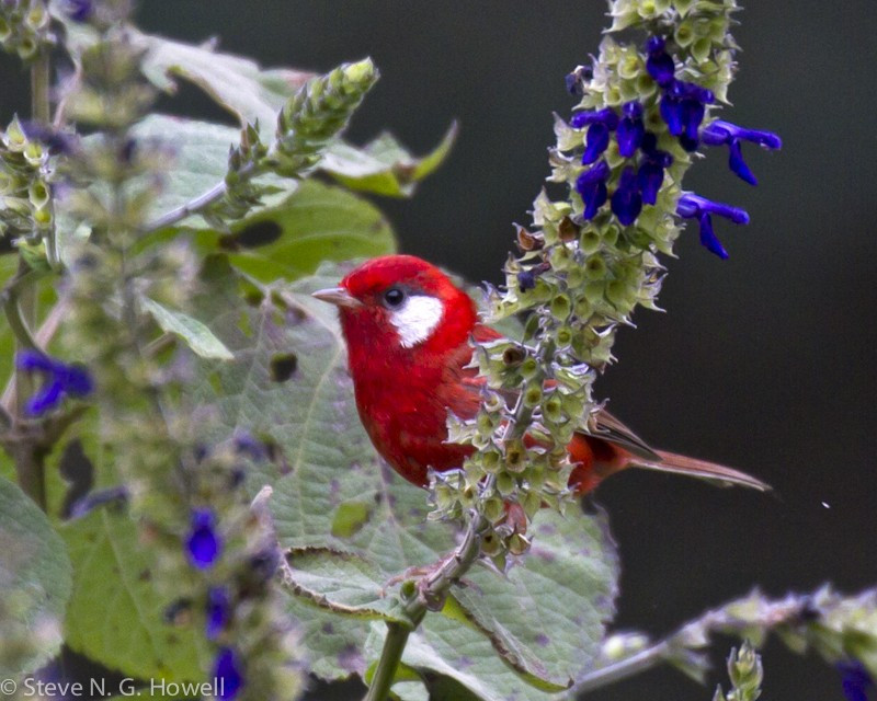 …the delightful Red Warbler…