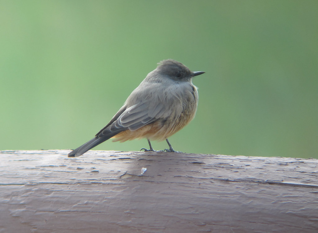 … and Say’s Phoebe.
