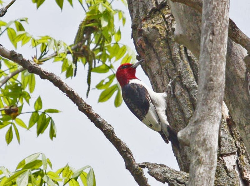 Red-headed Woodpecker is a local species this far east, but at Oak Openings they are common.