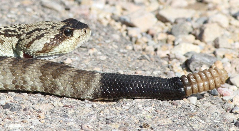 …and this handsome Black-tailed Rattlesnake.