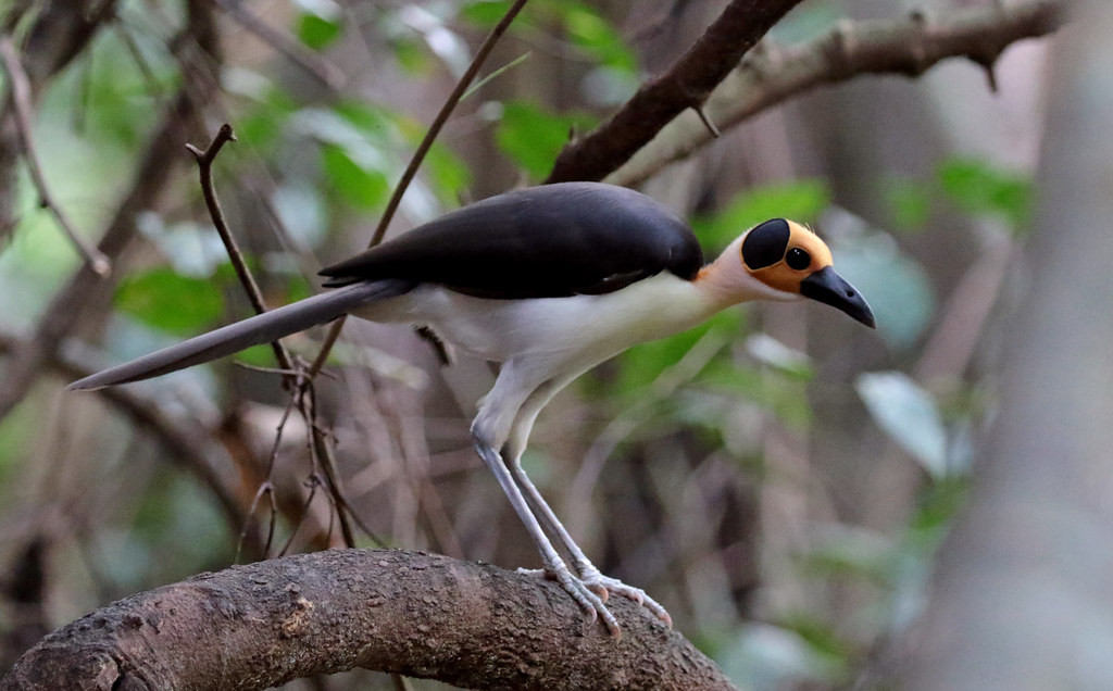 Here one is showing off its outrageous legs to their full effect. Rockfowl or Picathartes, whatever you want to call it, this Upper Guinea endemic is a must-see and iconic bird. 