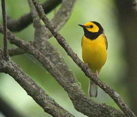 …home to southern breeders like Cerulean, Blue-winged, and this Hooded Warbler…