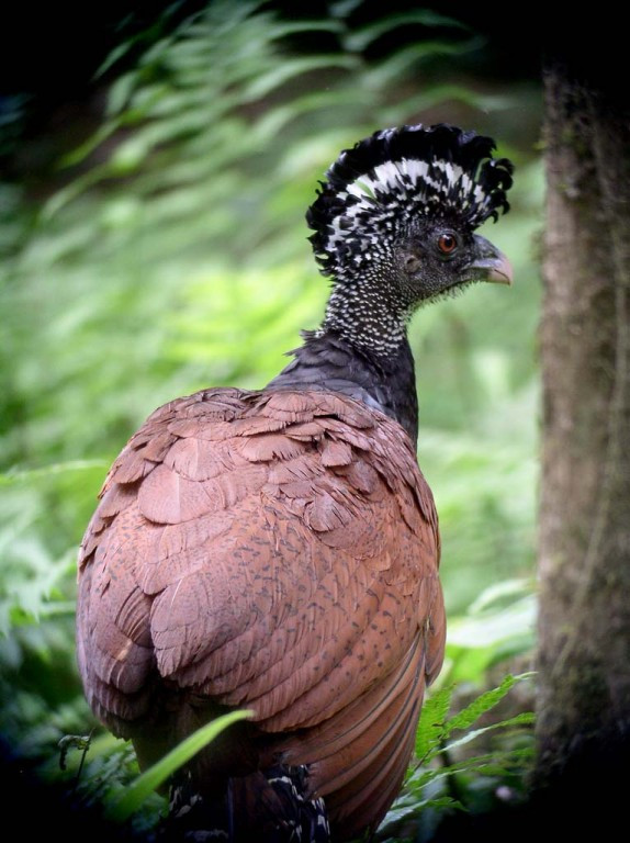 The imposing Great Curassow is elusive but unmistakable once seen….