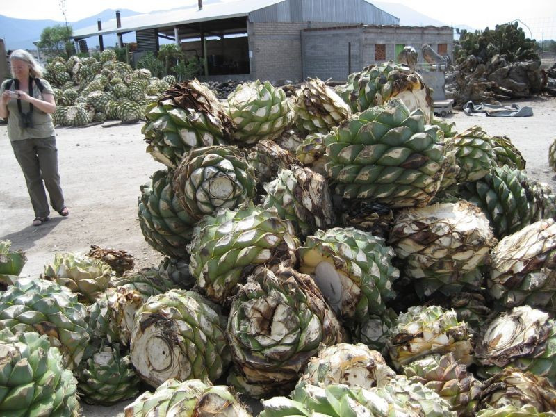 In the Oaxaca Valley, cut hearts of agave are a characteristic sight of a mezcal factory…  (jb)