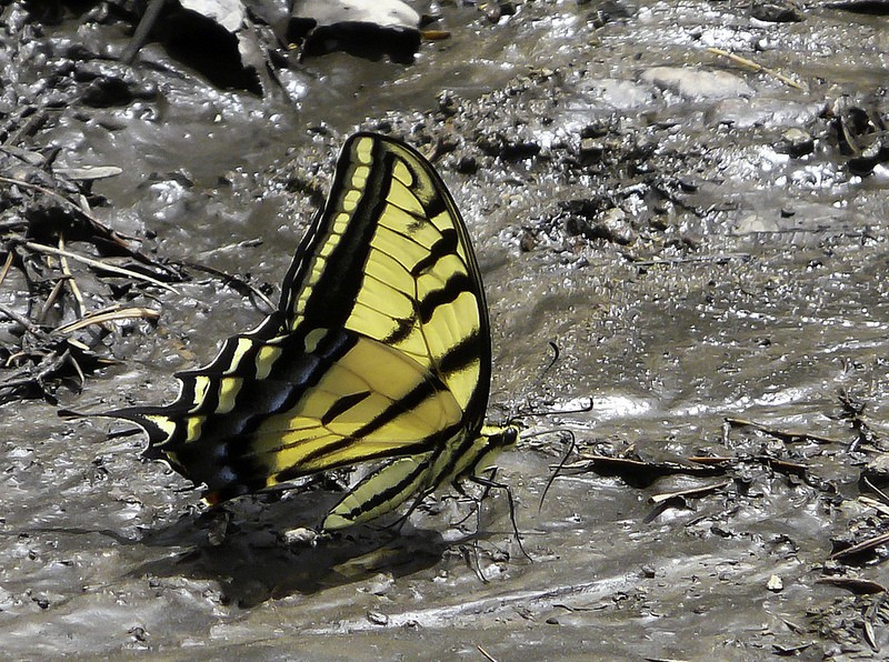 …and look at everything that crosses our path, like this Two-tailed Swallowtail…
