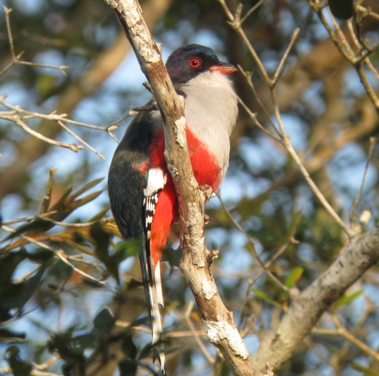 …Cuban Trogon, Cuba’s National Bird…