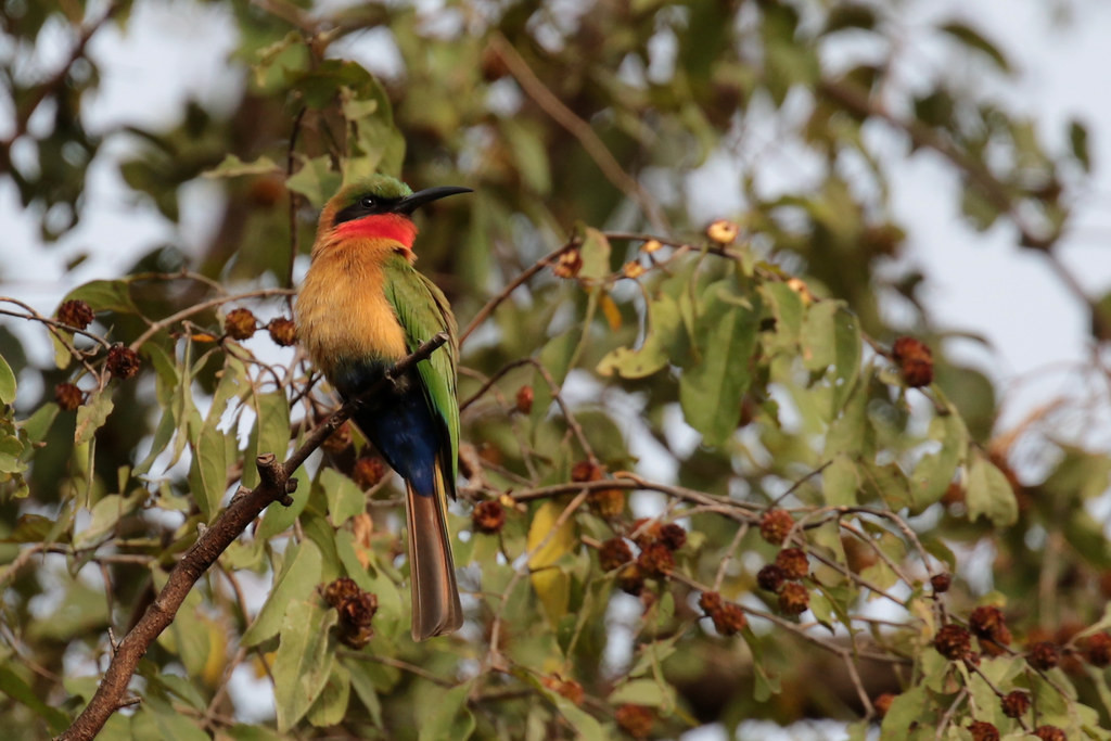 A whole lot easier to see are the flocks of Red-throated Bee-eaters.
