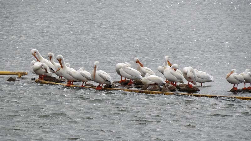 American White Pelicans are the sign that spring—ushered in by the cranes—is in full and glorious swing…
