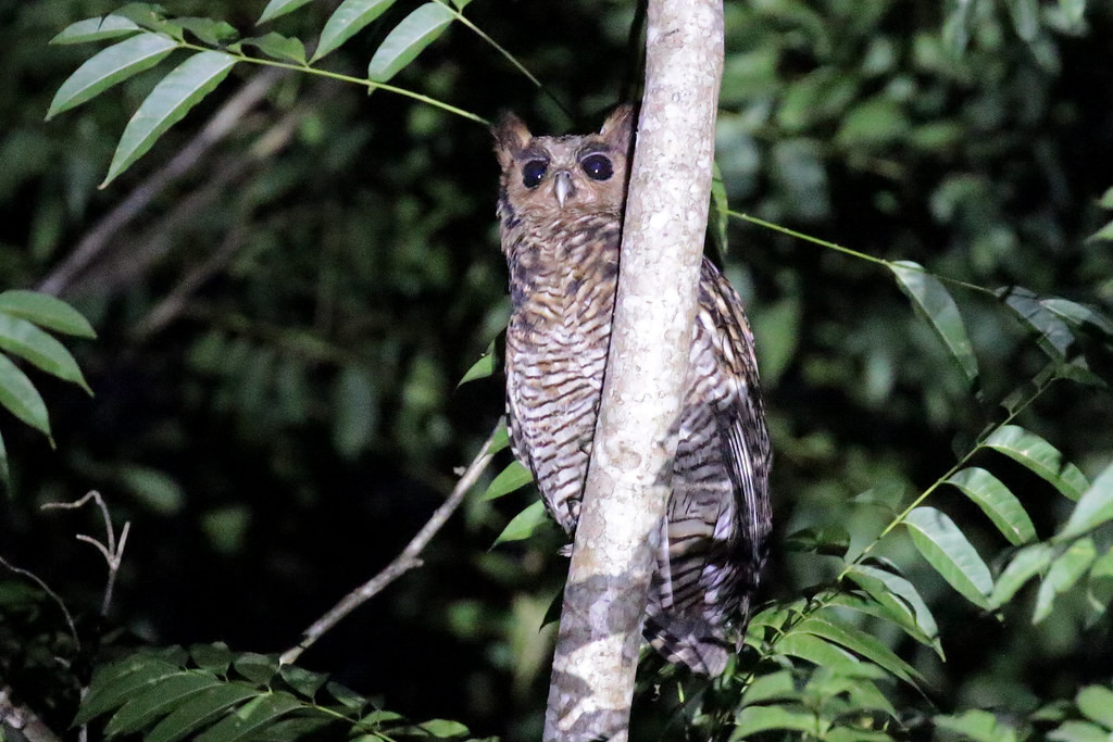 and the nocturnal king of the forest is the Fraser’s Eagle-owl.