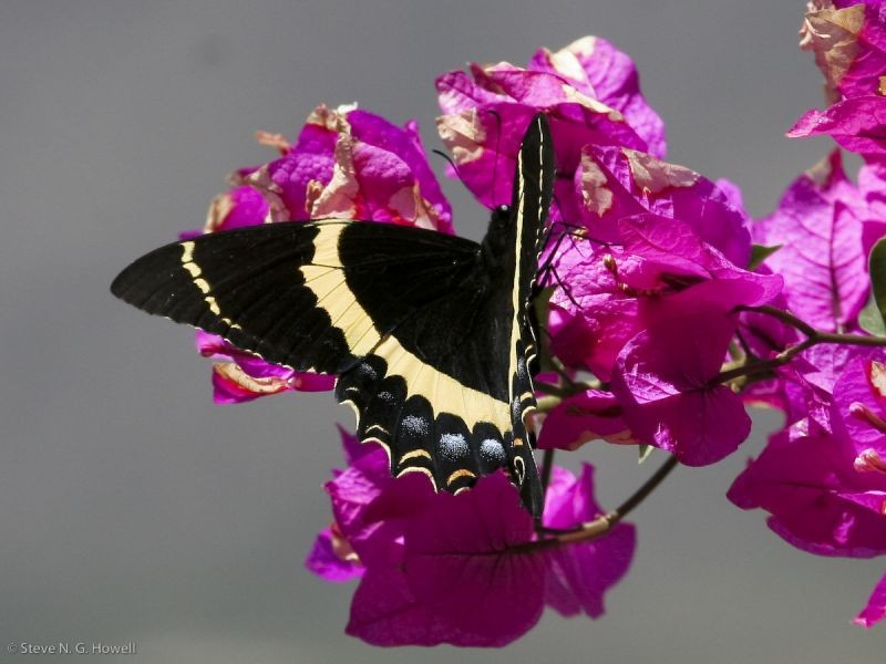 …and butterflies including the stunning Garamas Swallowtail…
