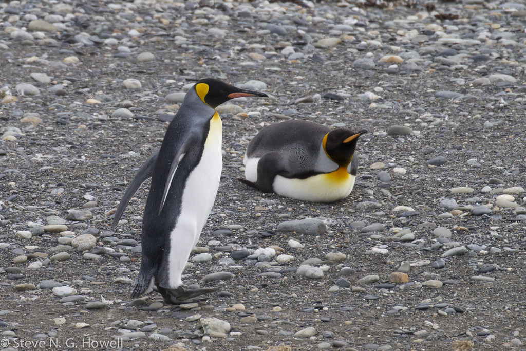 …and the simply stunning King Penguin…