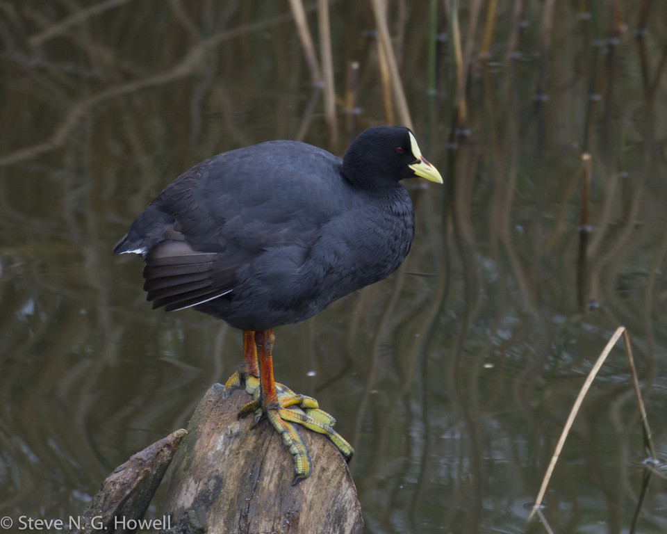 …as are three species of coots, including Red-gartered…