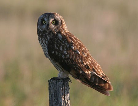 …and, with luck, Short-eared Owl.