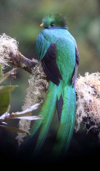 …and where fruiting wild avocados occur, we’ll look for Resplendent Quetzal.