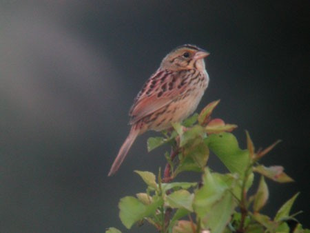 We’ll also look for the scarce and very local Henslow’s Sparrow.