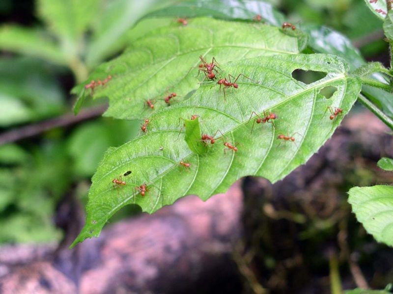 …as are these busy leafcutter ants, harvesting food for their underground fungus garden.