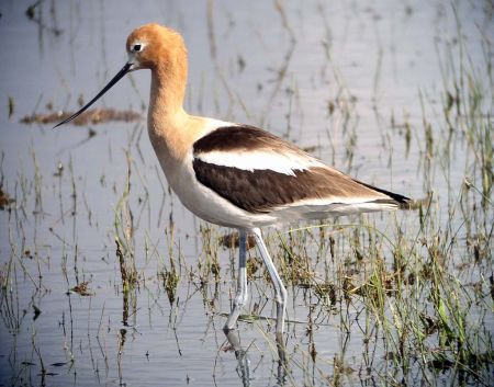 …this intent American Avocet, just one of the thousands of birds in the thriving marshes.