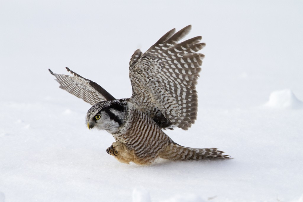 Since the Minnesota in Winter birds usually give us such a good show…