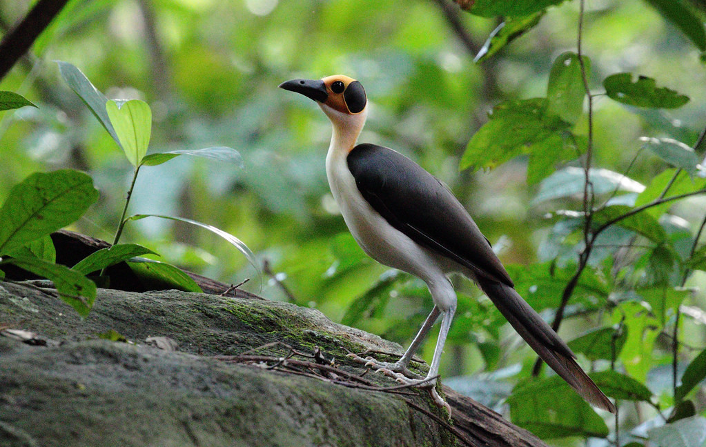 From here, we head up to see one of the avian highlights of this tour, the bizarre, unique, and highly threatened Yellow-headed Picathartes.