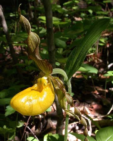 The forest floor holds glorious flowers, like these Yellow Ladyslippers…