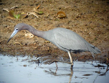 …and the nearby marshes have a variety of waterbirds, sometimes including scarce species, like this adult Little Blue Heron.
