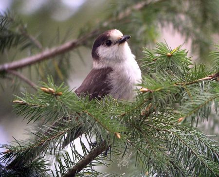 …and the coastal subspecies of Gray Jay, known as the "Oregon Jay"…