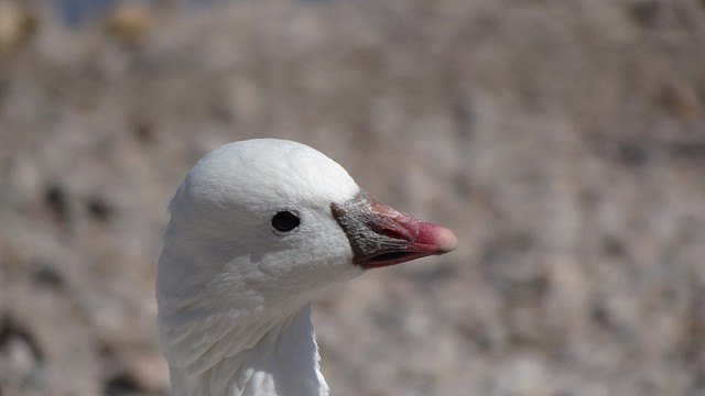 …the dainty Ross’s Goose…