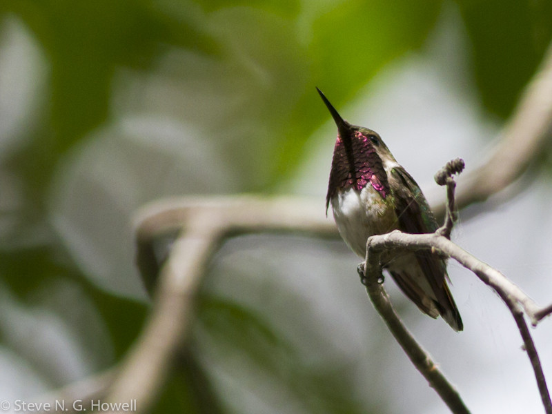 …and perhaps the tiny Bumblebee Hummingbird.