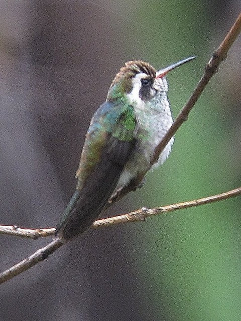 …and White-eared Hummingbird, among many others.