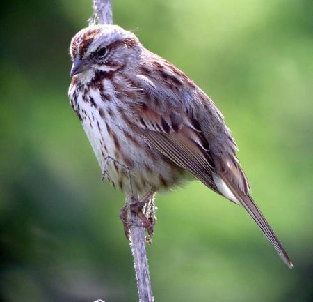 On our first morning, we’ll become acquainted with  common  western Oregon birds such as this Song Sparrow.