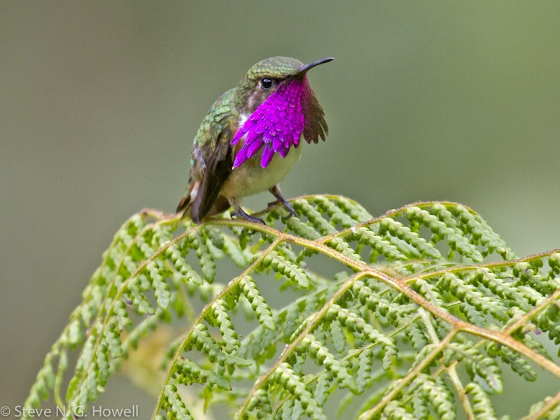 Hummingbirds range from the tiny Wine-throated Hummingbird…