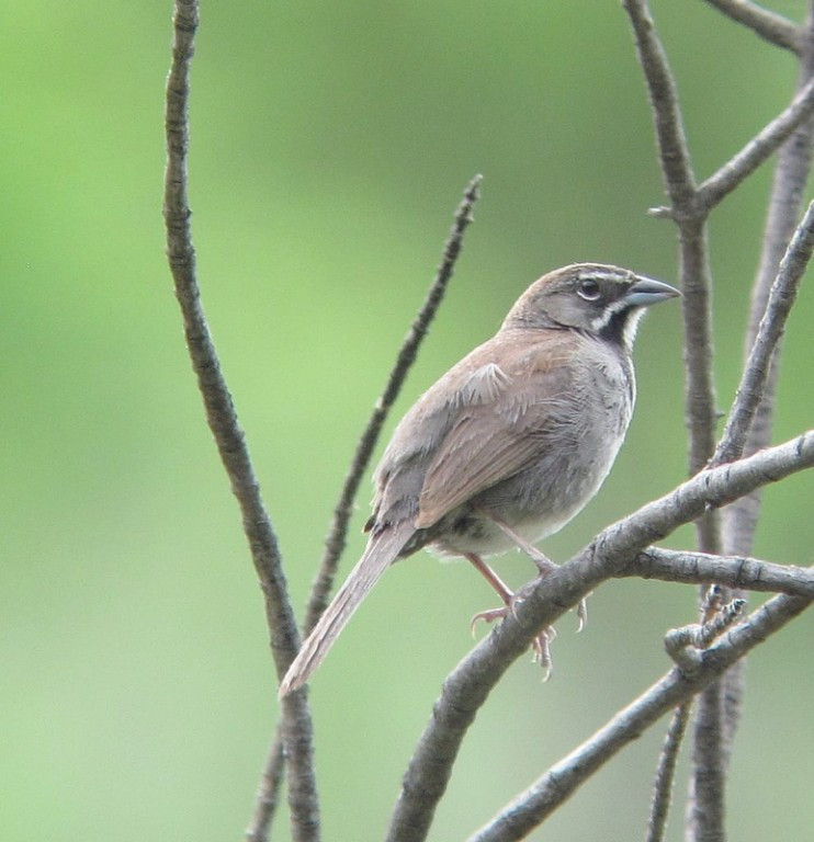 …Five-striped Sparrow found in the U.S. in only in a few southeast Arizona canyons…