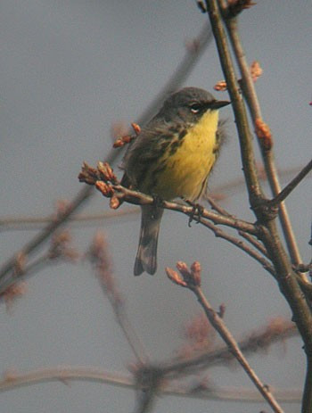 On our final day we’ll spend the morning searching for the endangered Kirtland’s Warbler…..