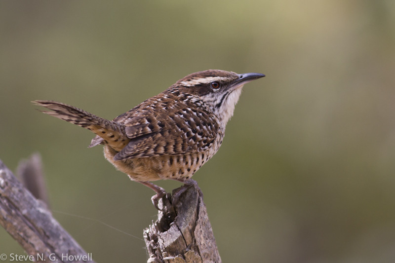 …Spotted Wren…  