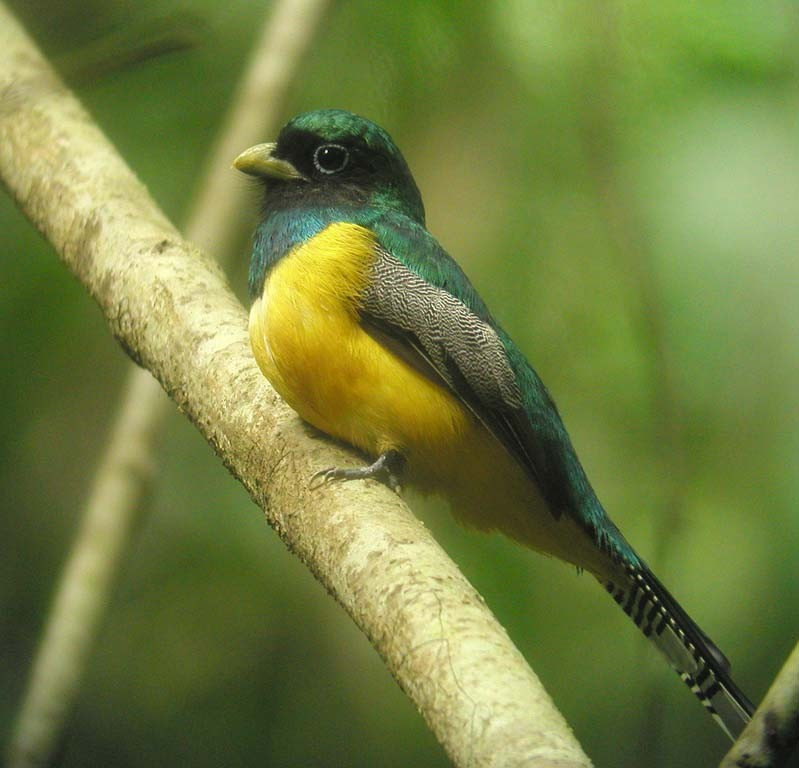 ……while Black-throated Trogon could be just about anywhere along the trails.