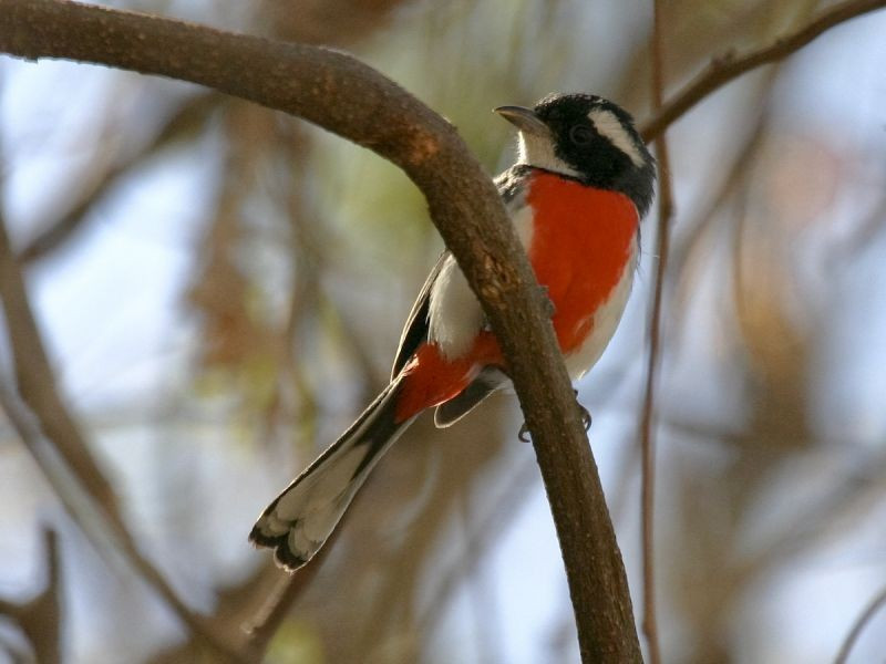 …and perhaps the elusive Red-breasted Chat… (il)