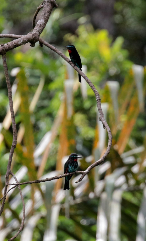 and Black Bee-eaters can be seen in several spots during the tour, Kakum being the first. 