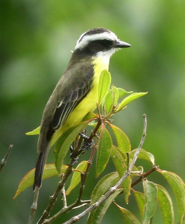 ,,,while White-ringed Flycatcher looks quite a bit like the more widespread Social Flycatcher. 