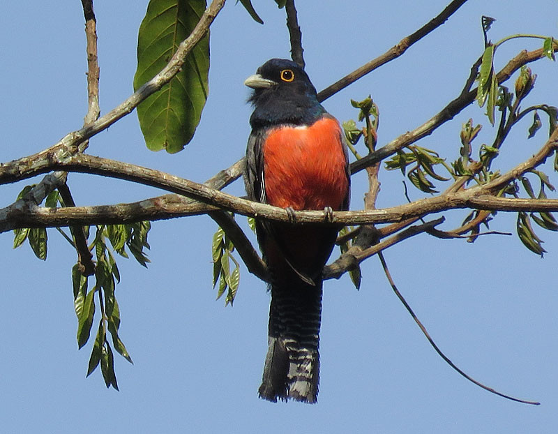 We’ll also look for birds in the palm-dominated forest islands in this habitat where Blue-crowned Trogon is an attractive resident.
