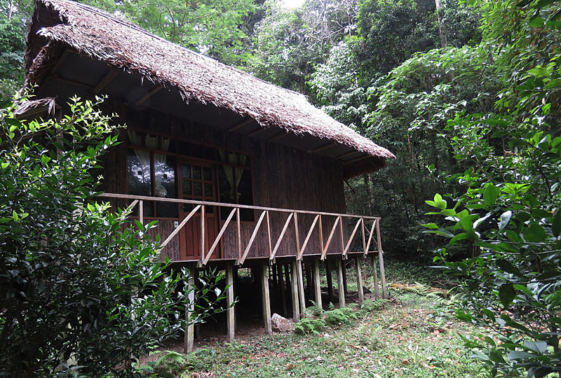 Our cabins are only a few years old, nestled among pristine forest.